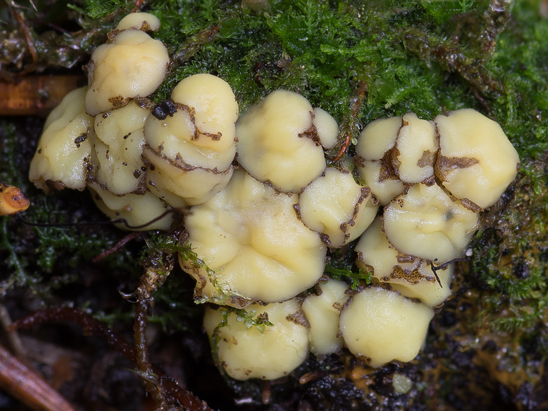 Podophacidium xanthomelum